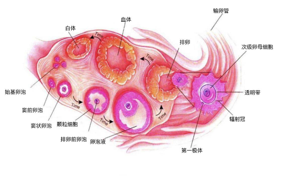 图片 1