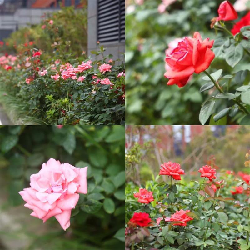 花.jpg